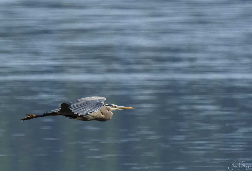 Blue Heron Flying By by jgpittenger