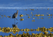 5th Jun 2023 - Blue Heron On a Stroll in the Oyster Beds 