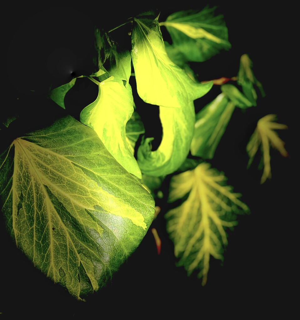 Leaves (30) by rensala