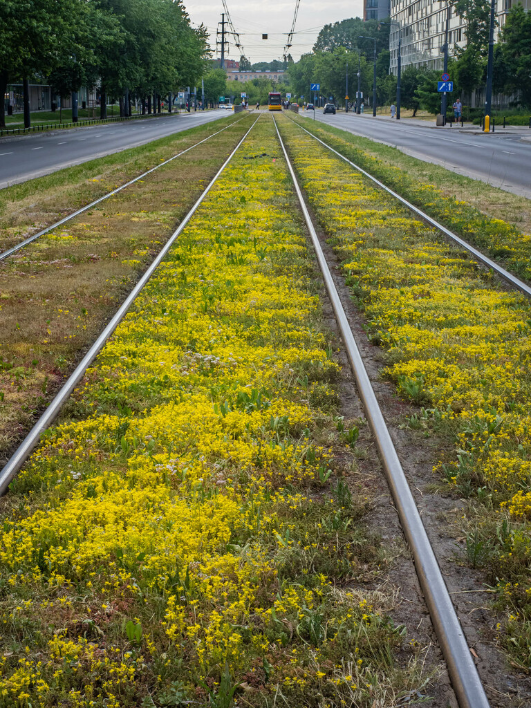 The green tram tracks by haskar