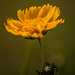 coreopsis_7