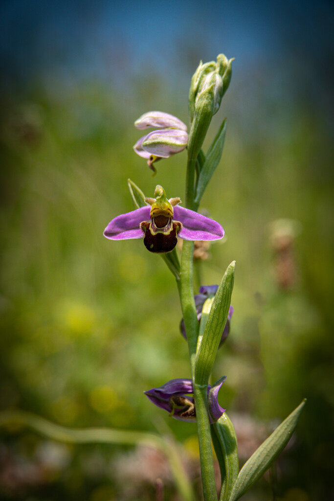 Bee Orchid by catangus