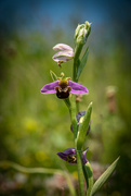 9th Jun 2023 - Bee Orchid
