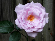 10th Jun 2023 - Painted moonlight magic rose...
