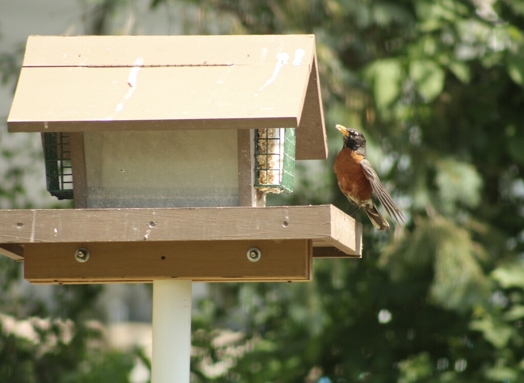 A Robin at my feeder by mltrotter