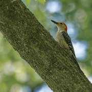 9th Jun 2023 - red-bellied woodpecker