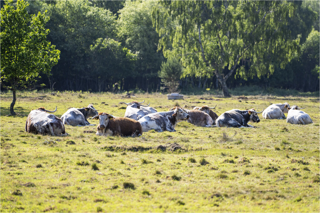 English Longhorn Cattle by pcoulson