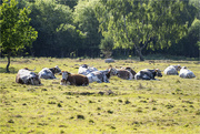 1st Jun 2023 - English Longhorn Cattle