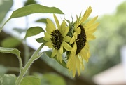 2nd Jun 2023 - Double-headed Sunflower 