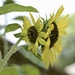 Double-headed Sunflower  by metzpah