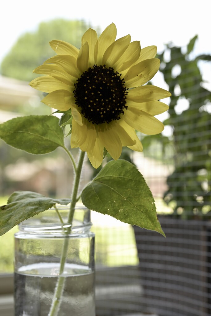 Indoor Sunflower  by metzpah