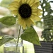 Indoor Sunflower  by metzpah