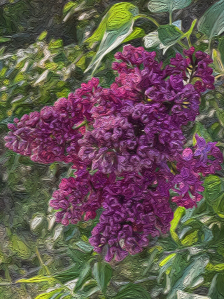 Lilacs by radiogirl