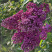 Lilacs by radiogirl