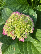 8th Jun 2023 - The last of the four hydrangea blooms