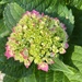 The last of the four hydrangea blooms by louannwarren