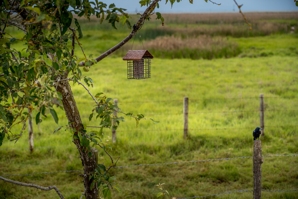 Bird House by cdcook48