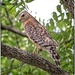 Red Shouldered Hawk by bluemoon