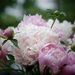 Peonies2 by amyk