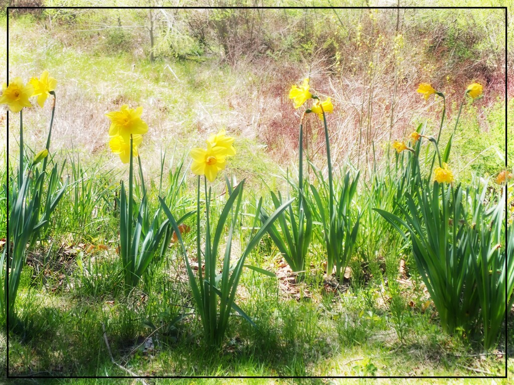 Daffodils in the Sun by olivetreeann