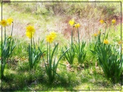 9th Jun 2023 - Daffodils in the Sun