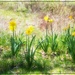 Daffodils in the Sun
