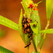 Milkweed Bugs! by rickster549