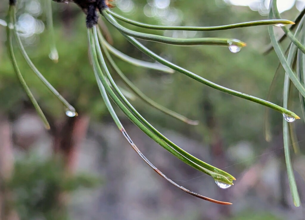 Afternoon Raindrops  by harbie