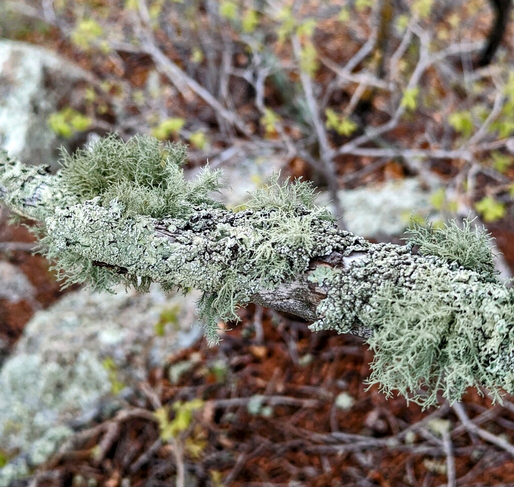 Lichens by harbie