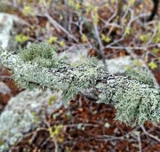 7th Jun 2023 - Lichens