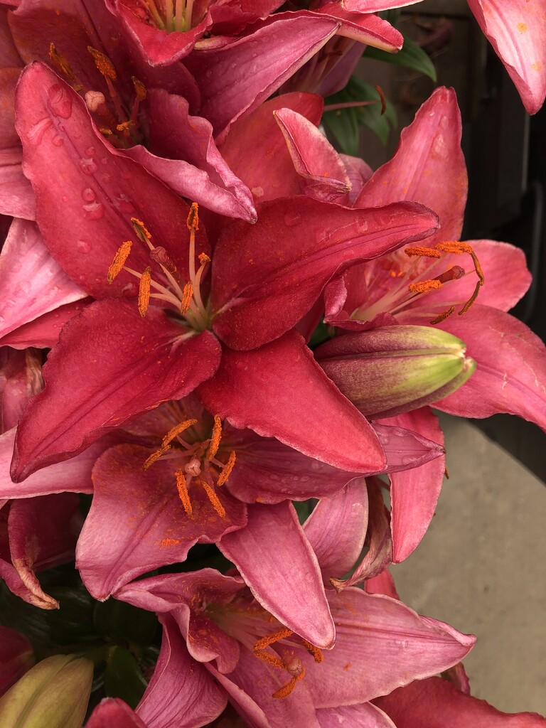 Lilies by loweygrace