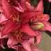 Lilies by loweygrace