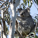 Grace  by koalagardens