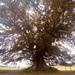 Tree Goals by sarahabrahamse
