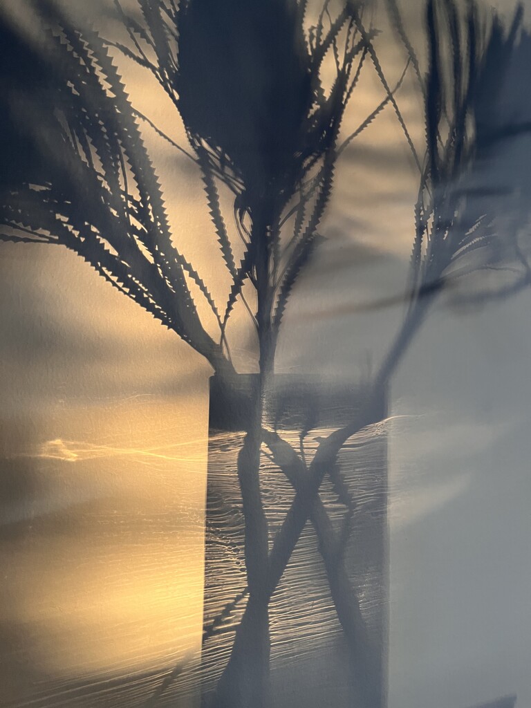 Same Banksia Silhouette tonight  by nannasgotitgoingon