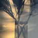 Same Banksia Silhouette tonight 