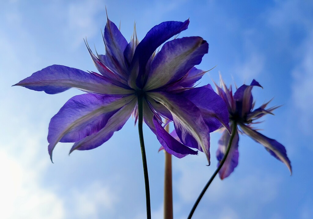 Clematis from below  by boxplayer