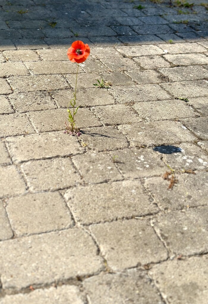 The lone poppy by pamknowler