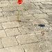 The lone poppy by pamknowler