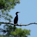Cormorant by sunnygreenwood