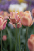 22nd May 2023 - Peach tulips