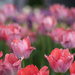 Pink tulips by dawnbjohnson2