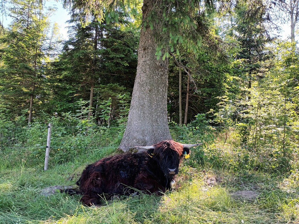 Scottish highland cattle in the Allgäu (bavarian region) by cordulaamann