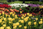 25th May 2023 - Tulip gardens