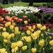 Tulip gardens by dawnbjohnson2