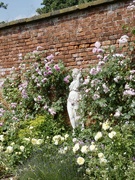 10th Jun 2023 - Stunning Rose Garden