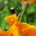 Bee by seattlite