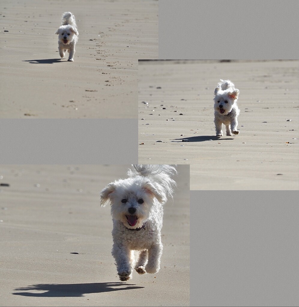 Meg enjoying the beach yesterday  by Dawn