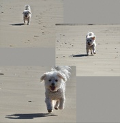 11th Jun 2023 - Meg enjoying the beach yesterday 