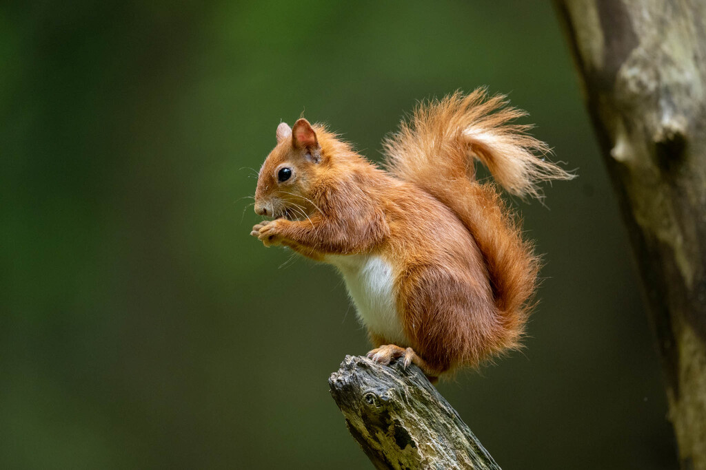 Red Squirrel by yorkshirekiwi